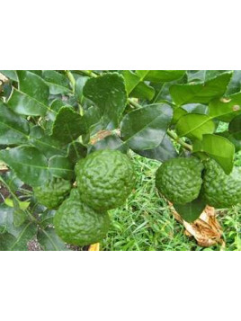 Citrus hystrix / Combava / conbawa