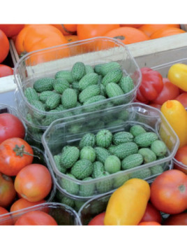 Concombre à confire - Concombre Mexicain solana