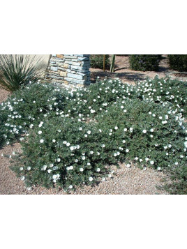 Convolvulus cneorum / Liseron de Turquie