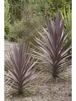 Cordyline australis 'Purple tower'