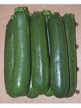 Courgette verte longue diamant