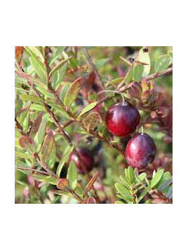 Vaccinium macrocarpon 'Stevens' / Cranberry / Canneberge