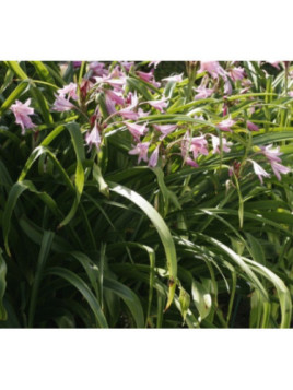 Crinum Rose