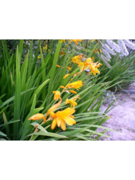 Crocosmia 'George Davidson' ( jaune_orangé) / Montbrétia