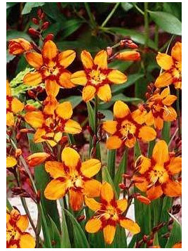 Crocosmia 'Emily Mckenzie' (orange) / Montbrétia