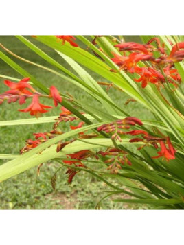 Crocosmia 'Emberglow' (rouge) / Montbrétia