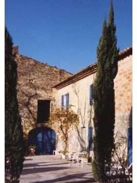Cupressus stricta / Cypres de Provence
