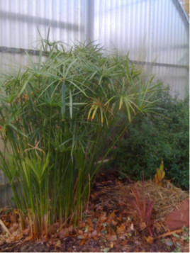 Cyperus alternifolius / Papyrus rustique