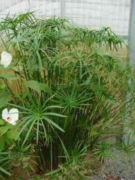 Cyperus alternifolius / Papyrus rustique