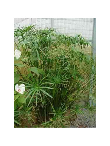 Cyperus alternifolius / Papyrus rustique