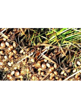 Cyperus esculentus / Souchet comestible