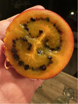 Cyphomendra betacea / Tamarillo / Arbre à tomates (rouge)