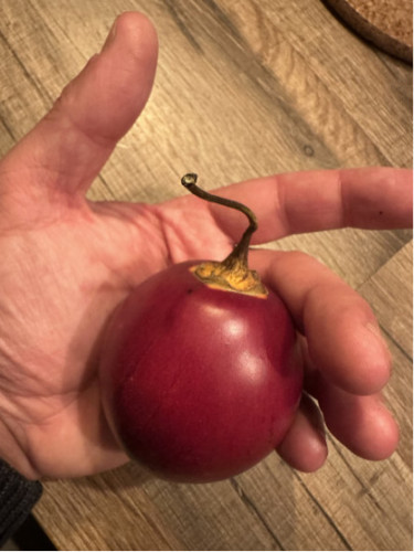 Cyphomendra betacea / Tamarillo / Arbre à tomates (rouge)