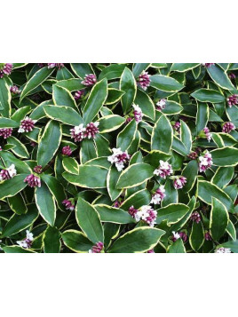 Daphne odora 'Aureomarginata'