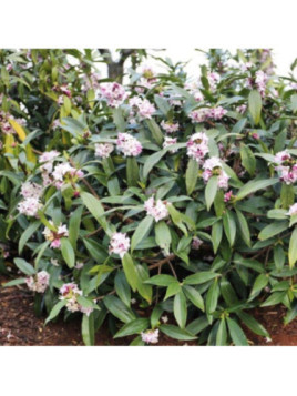 Daphne x 'Perfume Princess'