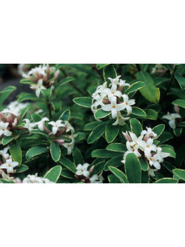 Daphne x transatlantica 'Summer ice'