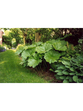 Darmera peltata - Peltiphyllum