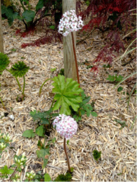 Darmera peltata - Peltiphyllum