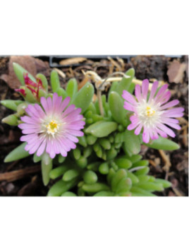 Delosperma Jewel Rose Quartz