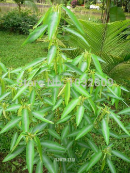 Desmodium gyrans / La plante qui danse (codariocalyx motorius)