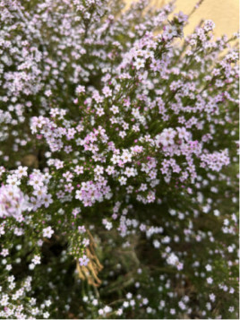 Diosma hirsuta 'Pink fountain'