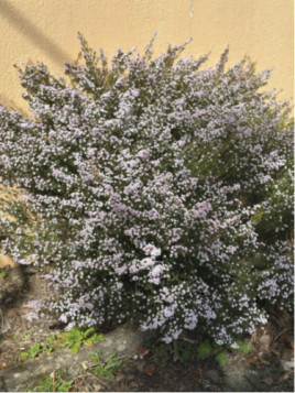Diosma hirsuta 'Pink fountain'