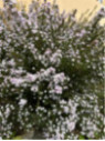 Diosma hirsuta 'Pink fountain'
