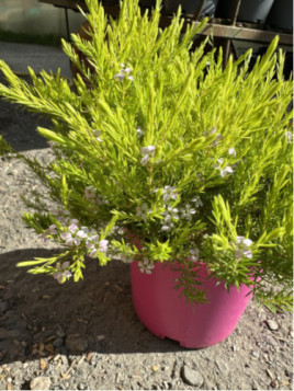 Diosma hirsuta Sunset Gold