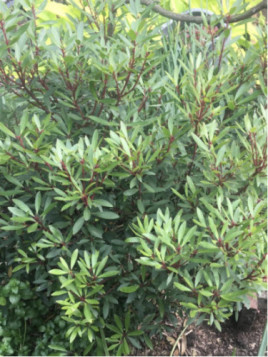 Drimys aromatica Mâle/ Poivre de Tasmanie (Tasmannia lanceolata)