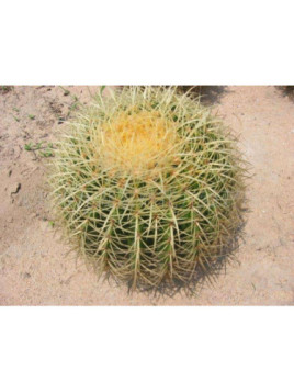 Echinocactus Grusonii