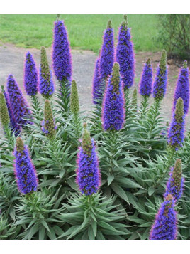 Echium fastuosum - Vipérine