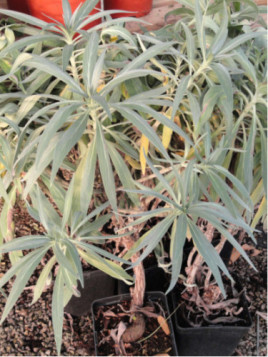 Echium fastuosum - Vipérine