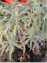 Echium fastuosum - Vipérine