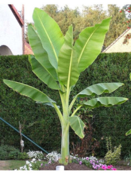 Ensete glaucum* / Bananier