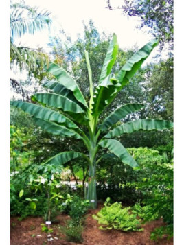 Ensete glaucum* / Bananier
