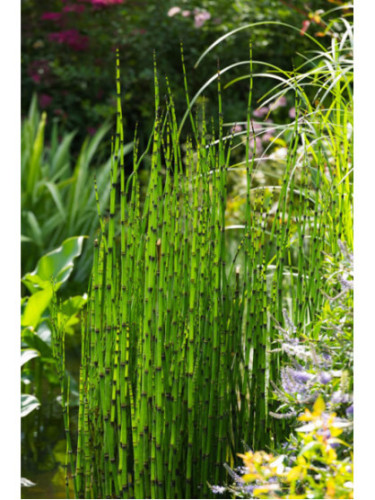 Equisetum japonicum / Prêle Japonaise Equisetum japonicum / Prêle Japonaise