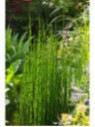Equisetum japonicum / Prêle Japonaise Equisetum japonicum / Prêle Japonaise