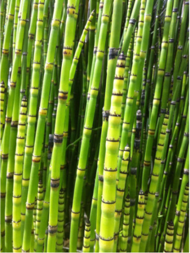 Equisetum japonicum / Prêle Japonaise Equisetum japonicum / Prêle Japonaise