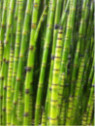 Equisetum japonicum / Prêle Japonaise Equisetum japonicum / Prêle Japonaise