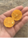 Eremocitrus sinensis / eremorange