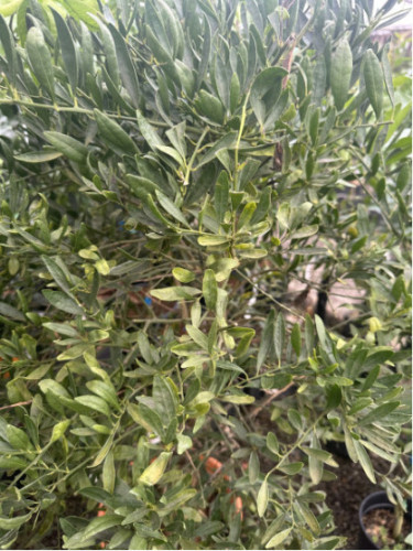 Eremocitrus sinensis / eremorange