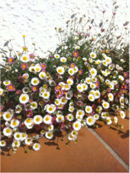 Erigeron karvinskianus (wittadinia)