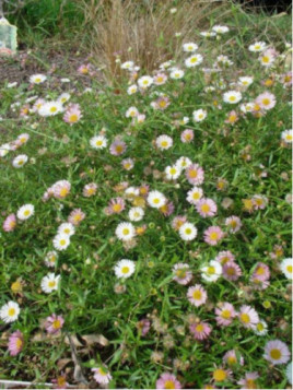 Erigeron karvinskianus (wittadinia)
