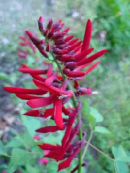 Erythrina x bidwillii / Arbre corail