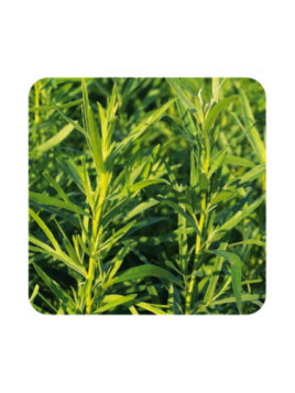 Estragon français - Artemisia dracunculus