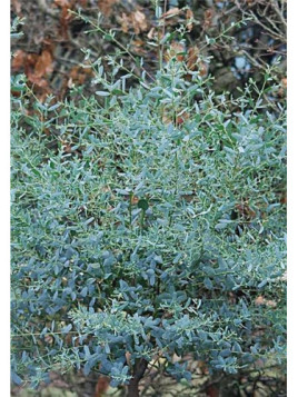 Eucalyptus gunnii 'France Bleu®' / Gommier