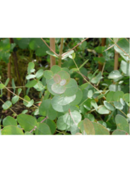 Eucalyptus gunnii / Gommier cidre