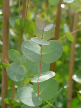 Eucalyptus gunnii / Gommier cidre