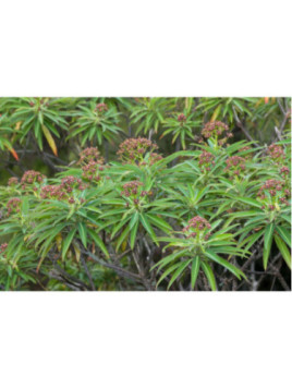 Euphorbe Mellifère / Euphorbia Mellifera