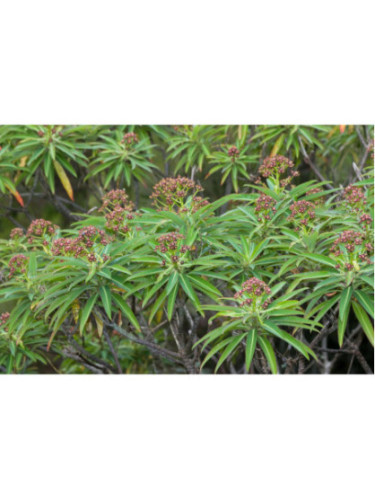 Euphorbe Mellifère / Euphorbia Mellifera